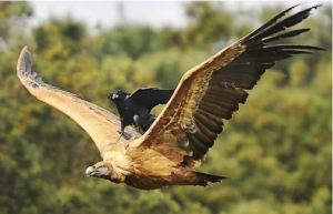 Freeloading Crow