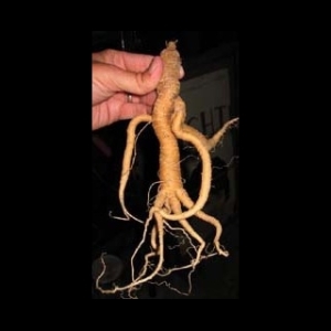 Mandrake root for fertility
