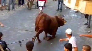 torture - cruelty to cow
